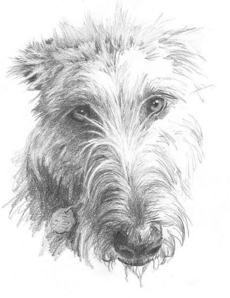 Mike Theuer - Pet Portraits Gallery | Sample Pet Drawings & Paintings