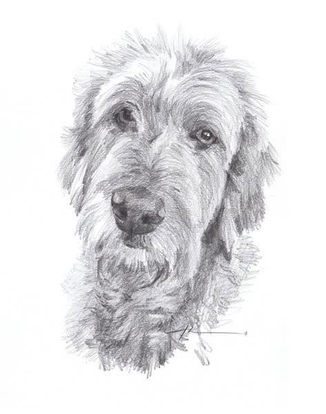 wolfhound pencil portrait from a photo by portrait artist Mike Theuer