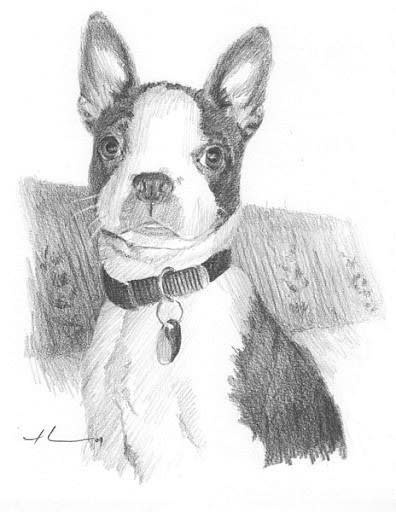 boston terrier drawing from a photo by portrait artist Mike Theuer
