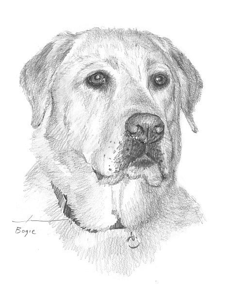 yellow labrador dog pencil drawing from a photo by portrait artist Mike Theuer