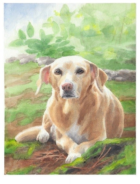 yellow labrador in garden watercolor portrait from a photo by portrait artist Mike Theuer
