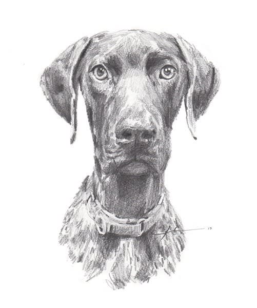 young dog school photo pencil portrait from a photo by portrait artist Mike Theuer