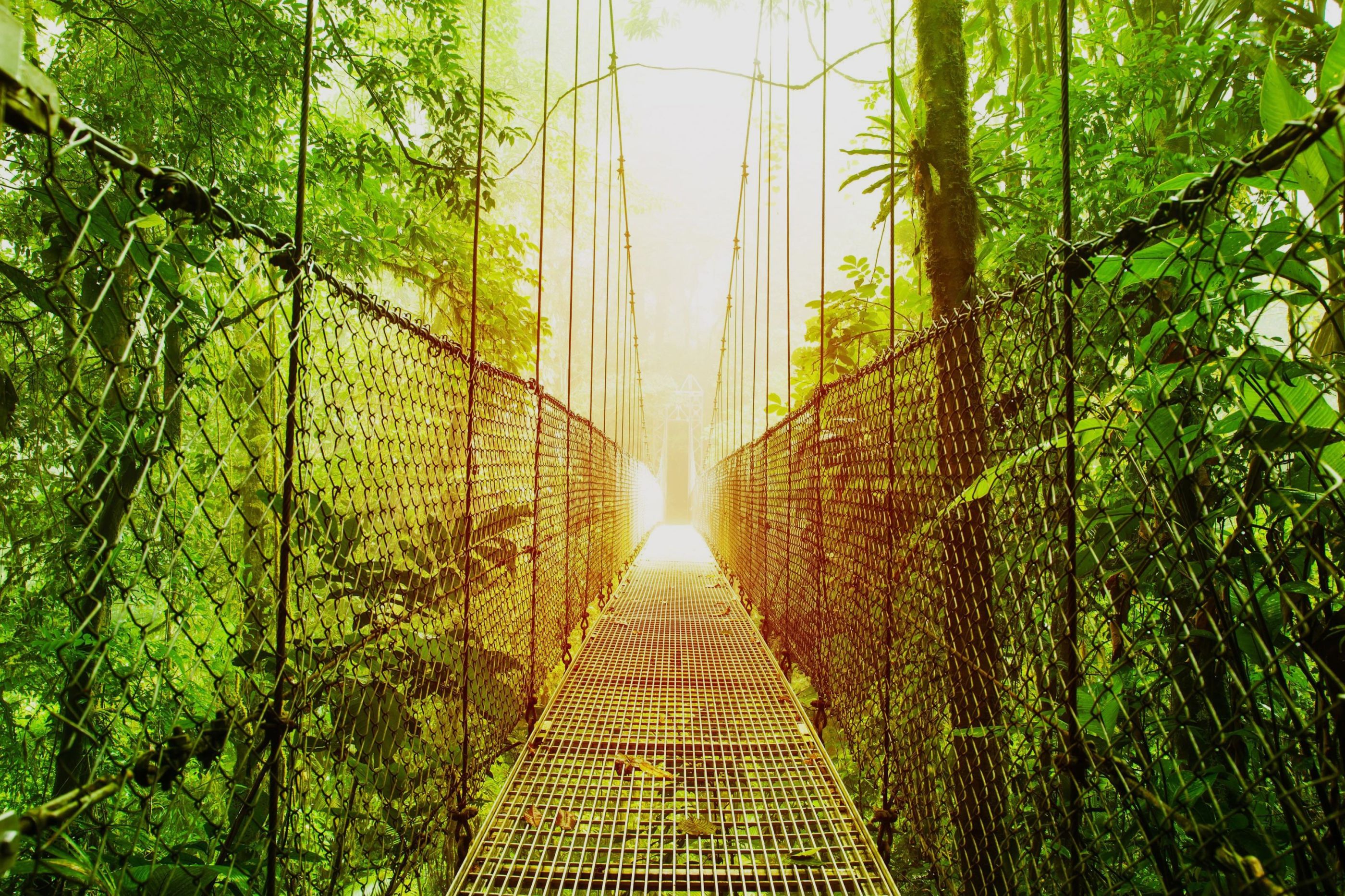 main visual