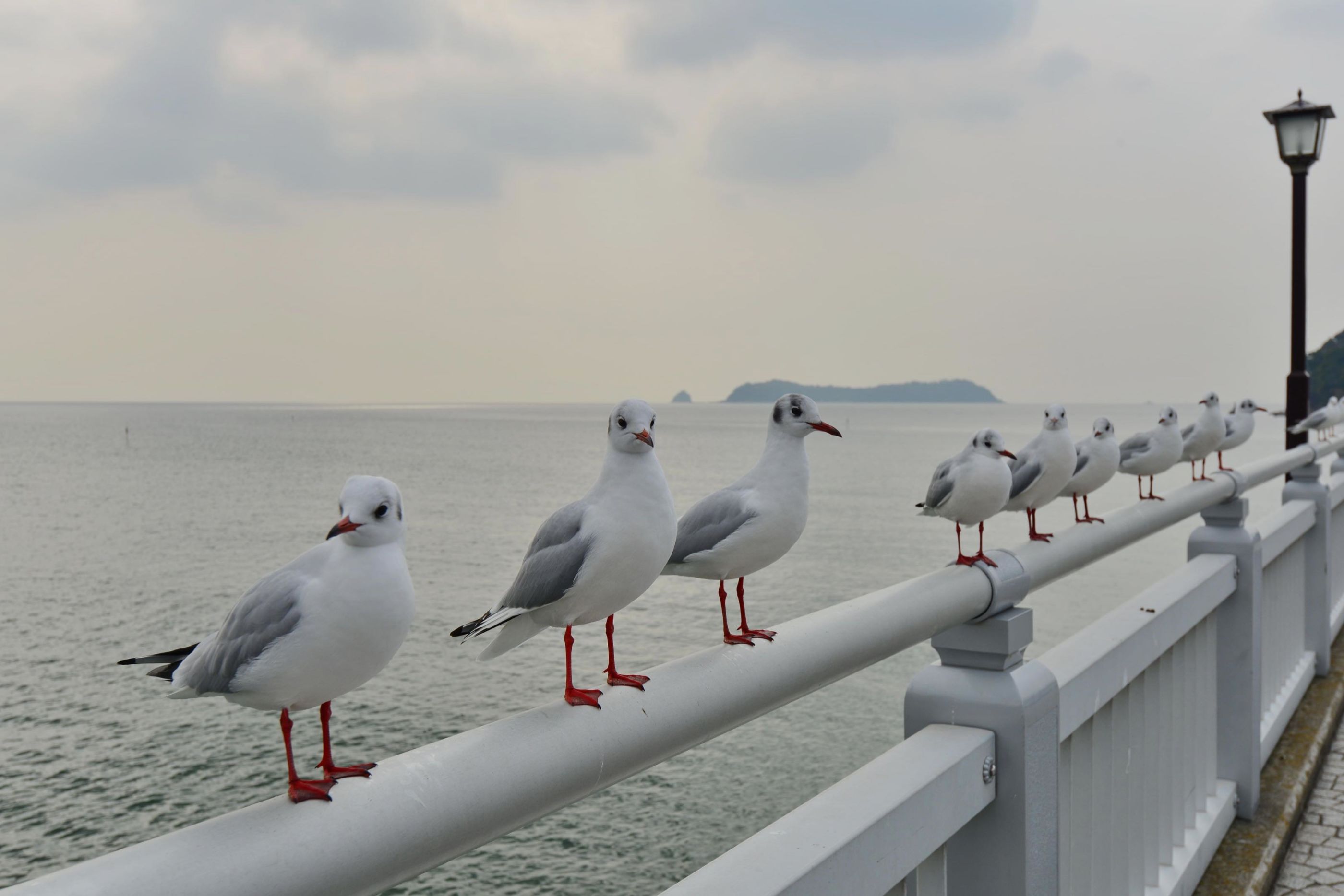 市 蒲郡