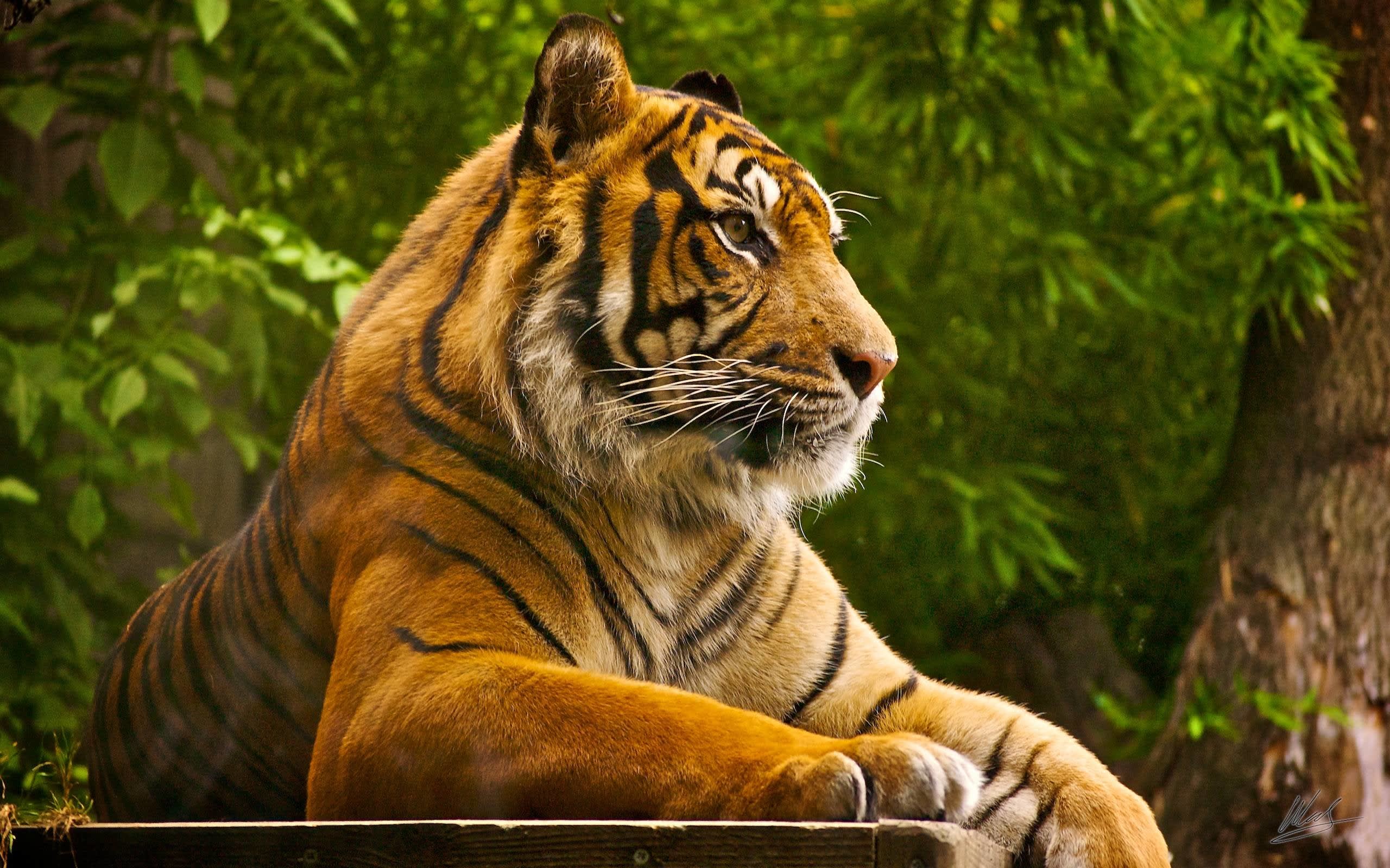 Hire a car and driver in Ranthambore National Park