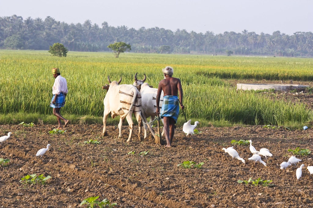 Hire a car and driver in Jaffna