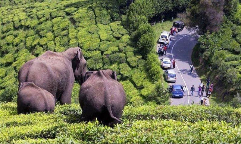 Hire a car and driver in Periyar