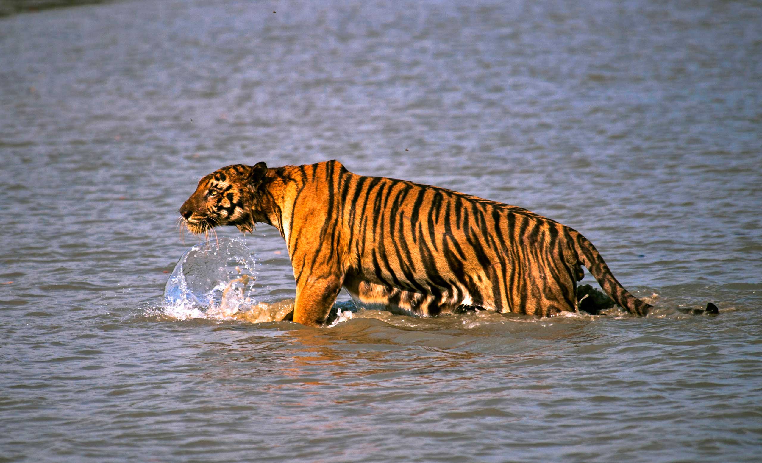 Hire a car and driver in Sunderban