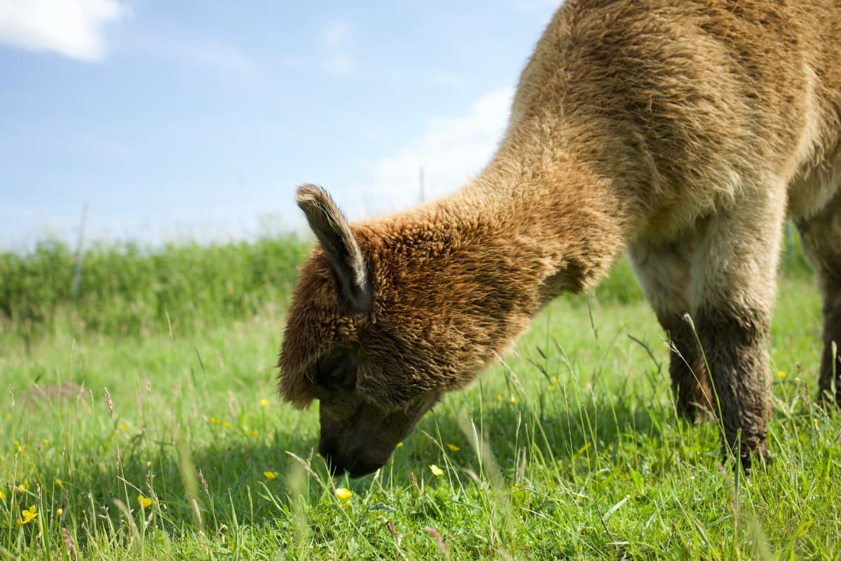 Mikrocamping: Ett avslappnat alternativ till vildcamping