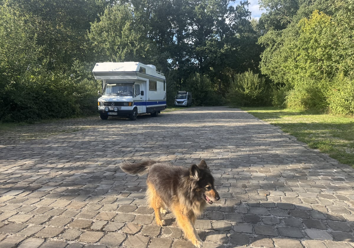 Taking Your Pet to Europe in a Campervan: The Complete UK Guide