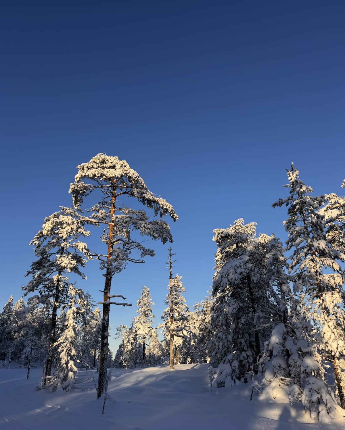 Winter Camping in Sweden: How to Prepare & Essential Tips