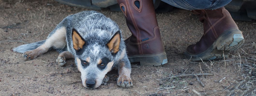 Blue Heeler Banner