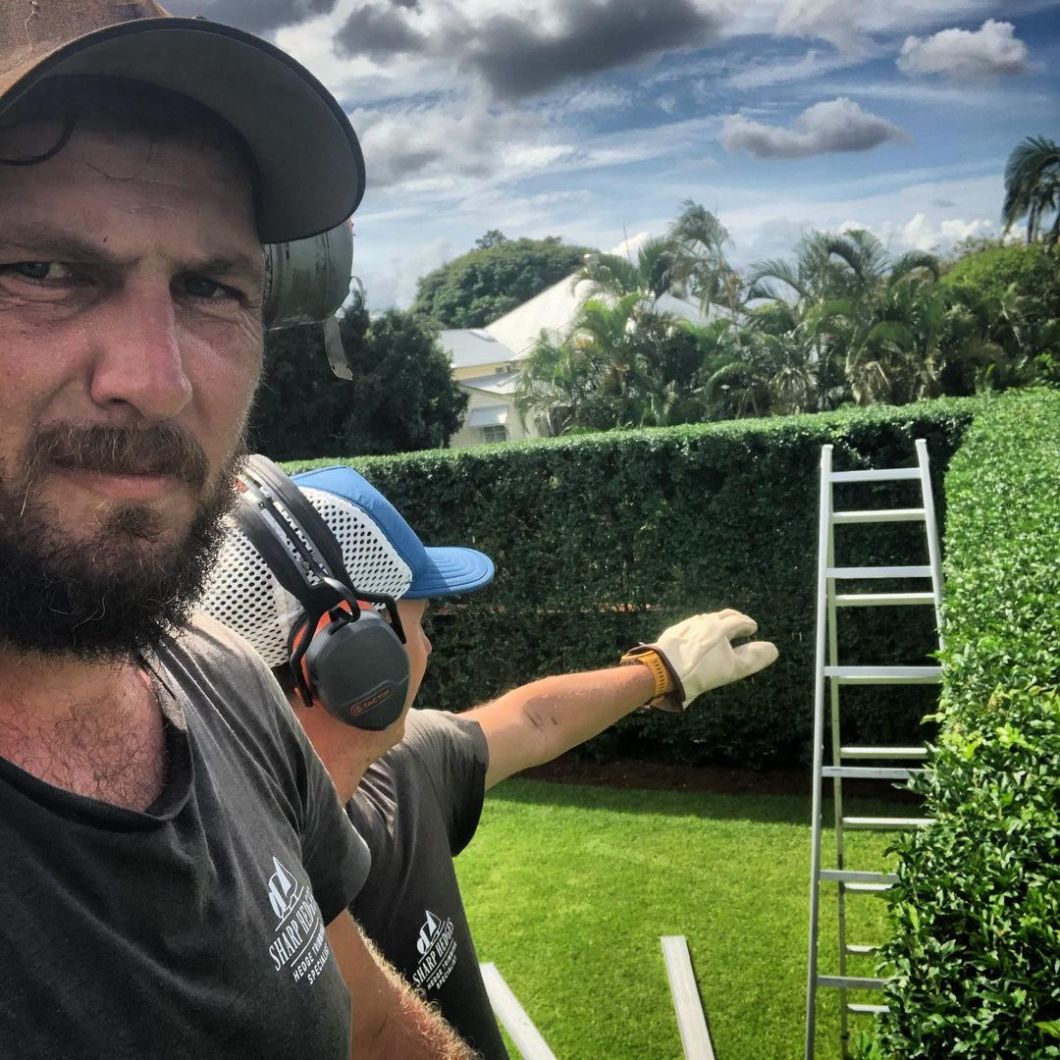 landscapers trimming sharp hedges