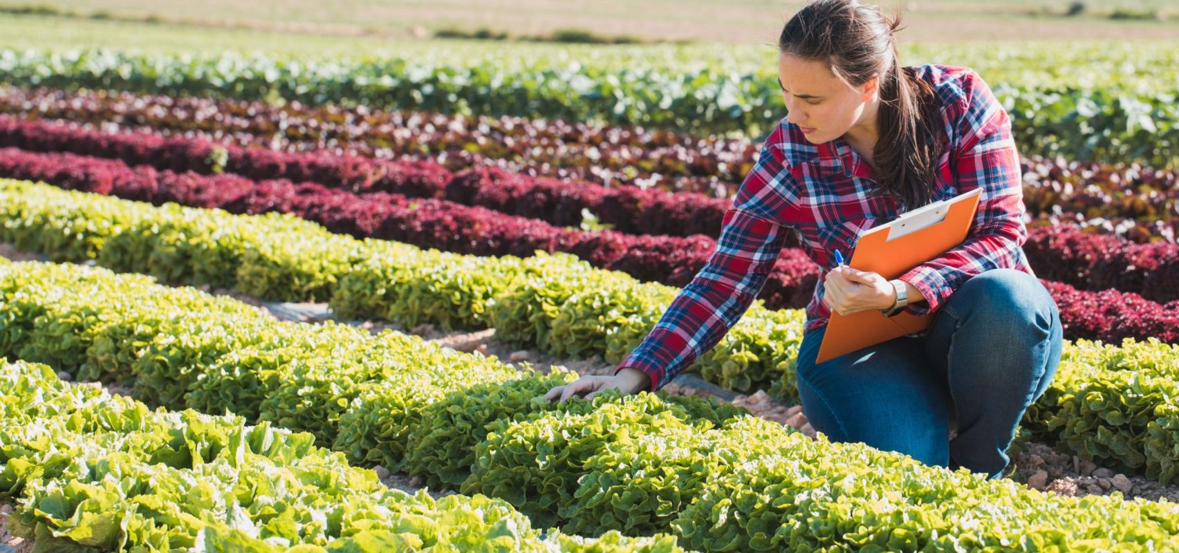 Female Farmer - USA CSR LR (iStock-948055100)