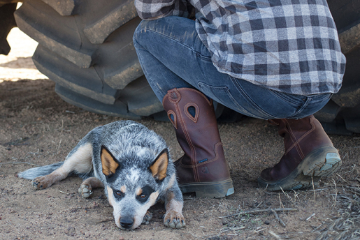 813945 Blue Heeler3 2