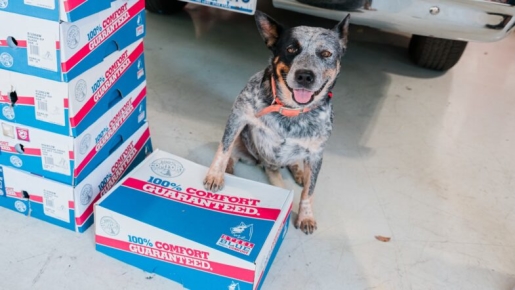 blue heeler with boxes