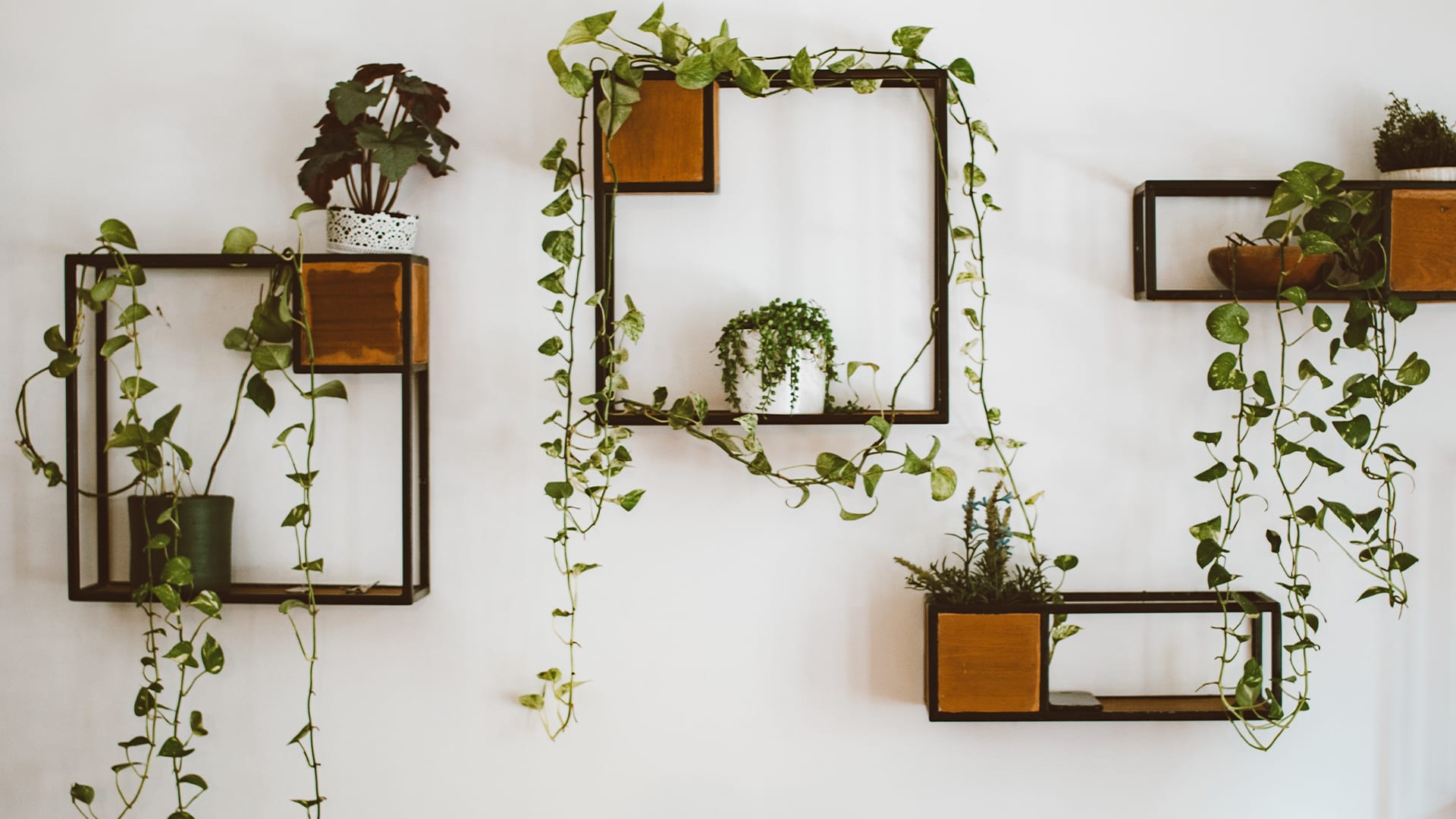 Industrial shelving with hanging plants