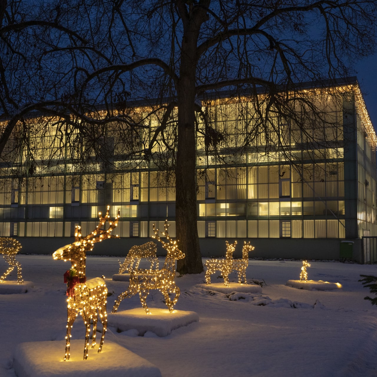 Steiff adventsmarkt leucht rentiere