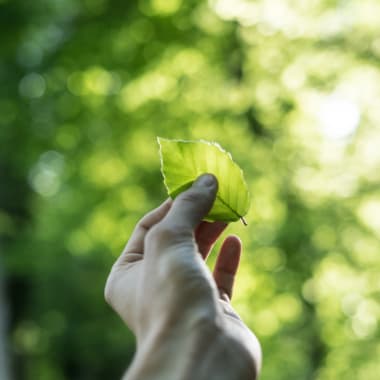 02 steiff nachhaltigkeit hand mit blatt