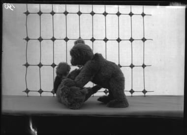 Historisches steiff teddy baeren foto