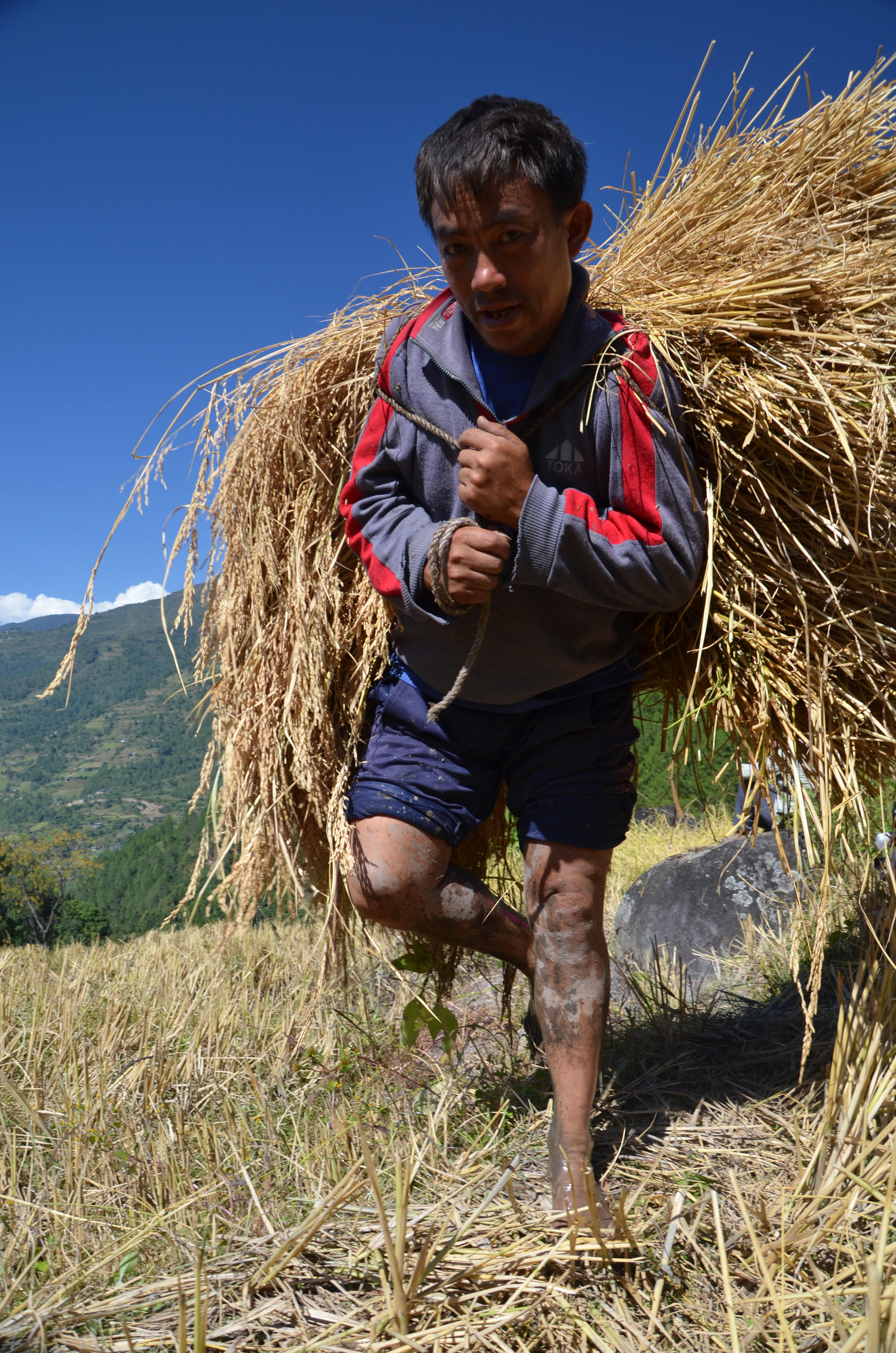 Bearing Rice Up a Hillside