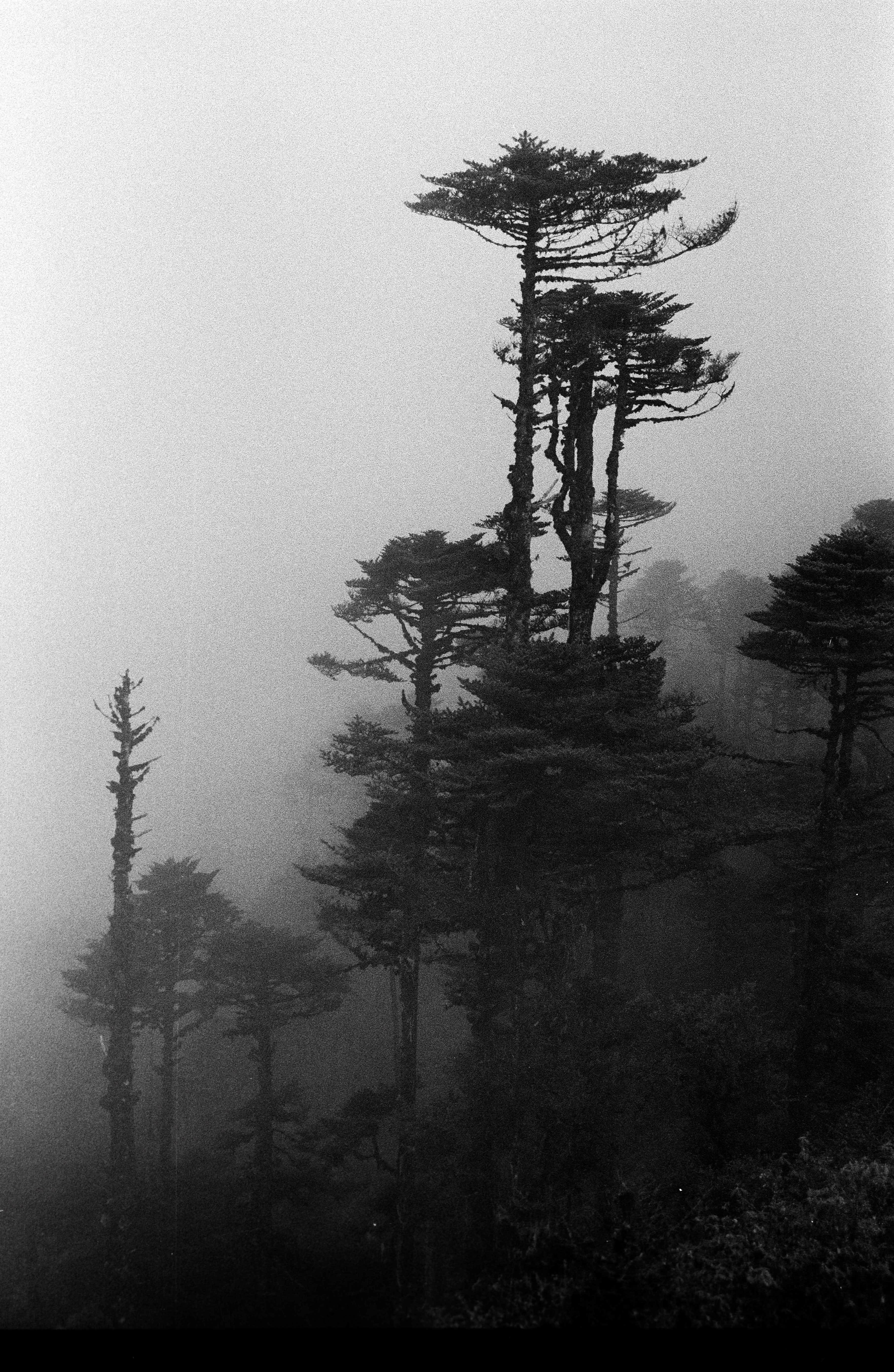 Trees, within the Clouds