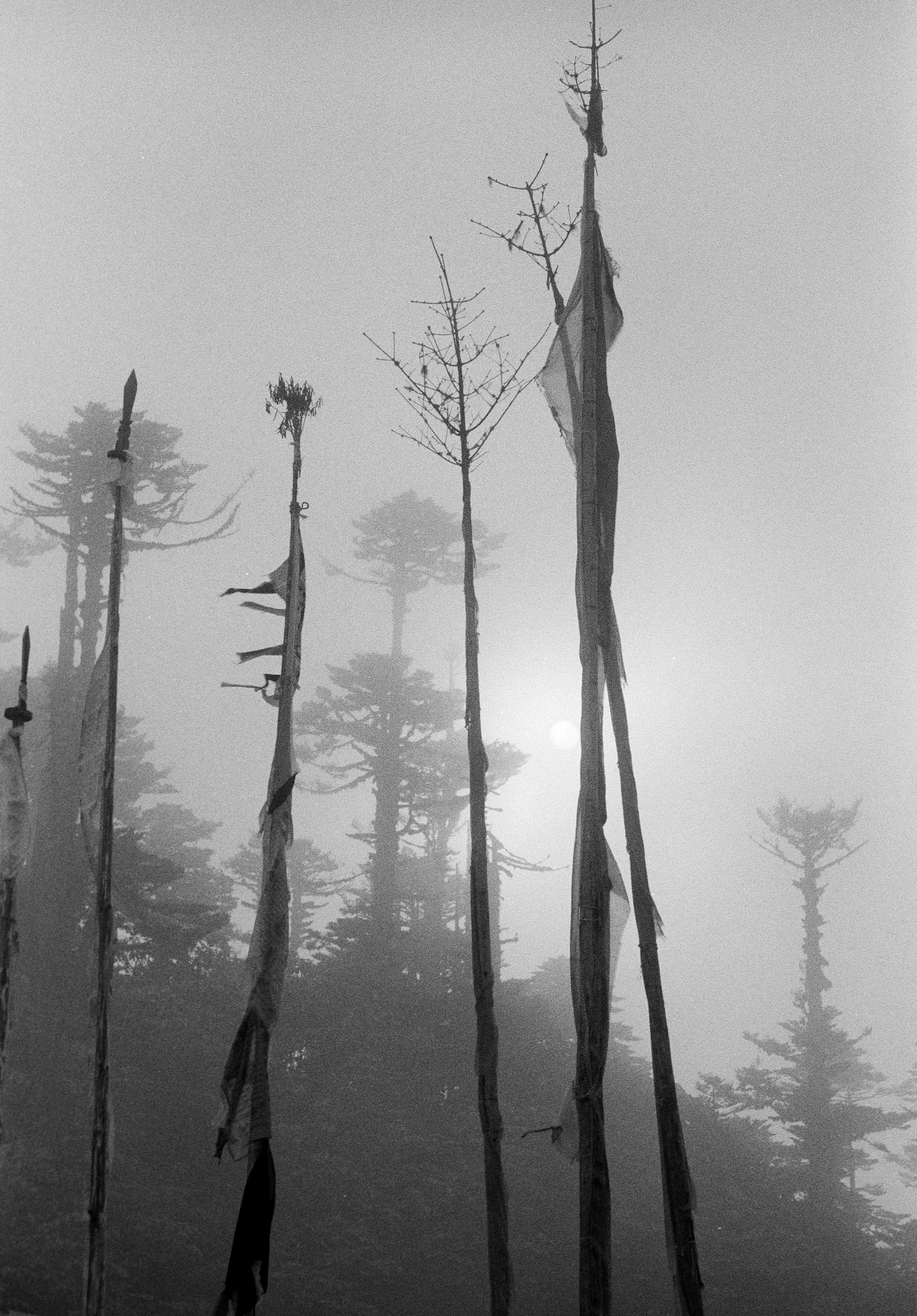 Trees, Prayers