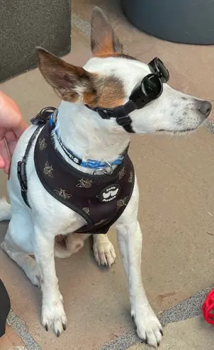 A dog ready for laser therapy