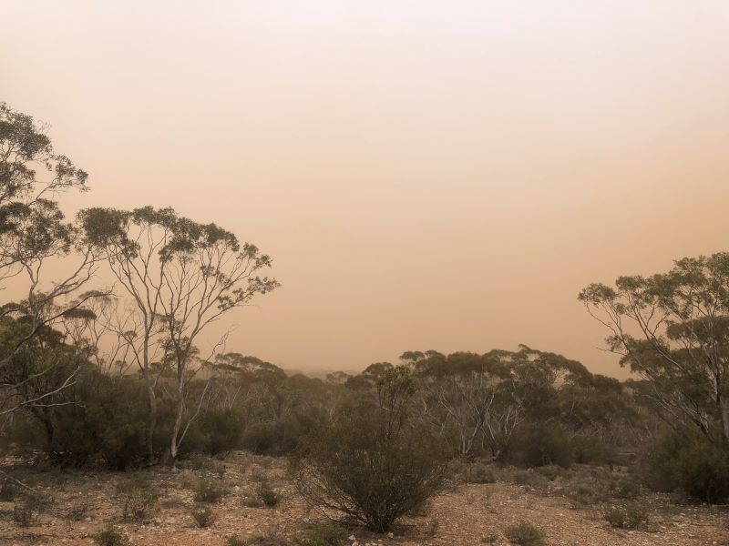 Mallee woodlands of Brookfield under the dull sienna sky of a late-spring dust storm.