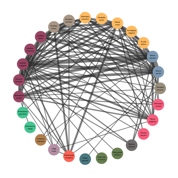 Mixed-species flocking network