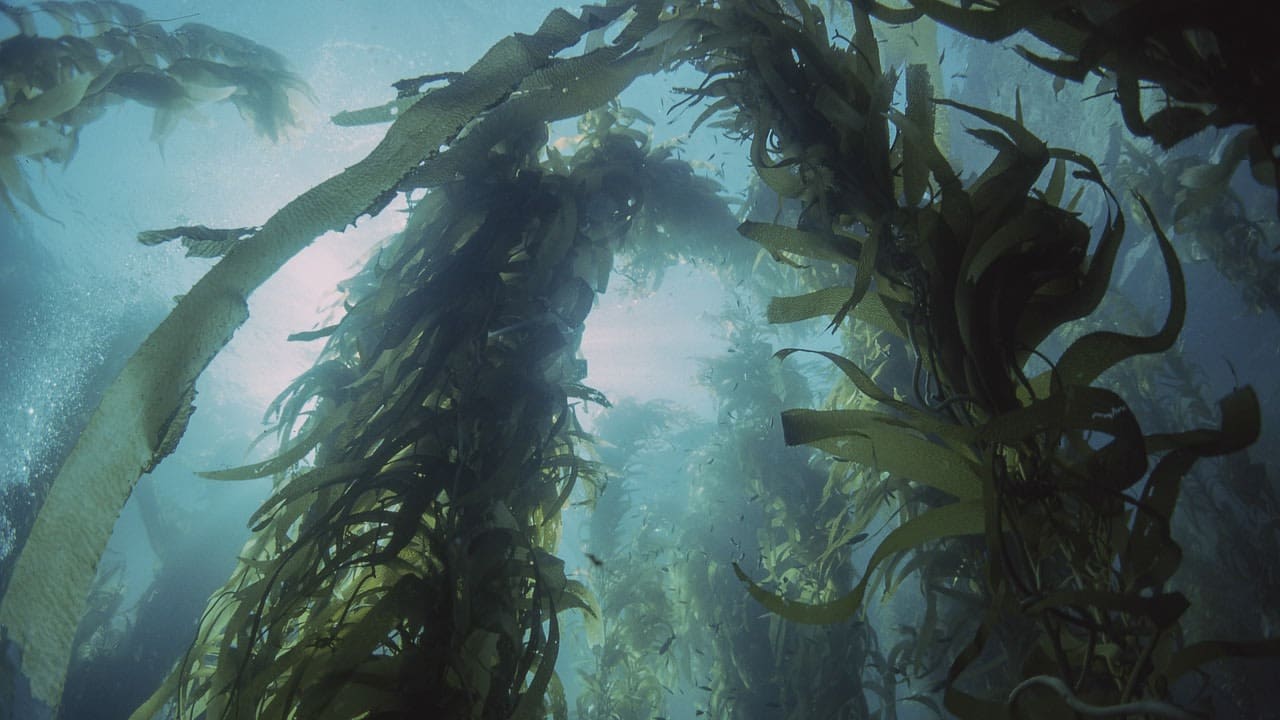 mikroskopisch kleine Algen