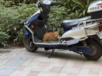 Cat on a police ebike