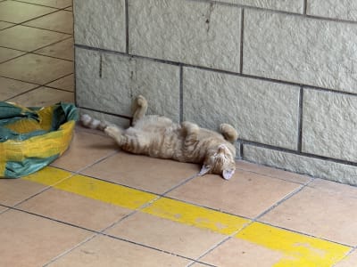 A cat yawning, twisting herself upside down