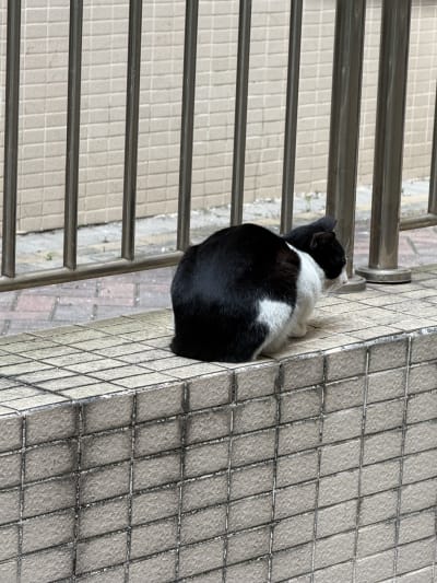 Black cat sitting on a slab