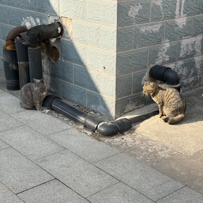 Two gray cats looking left