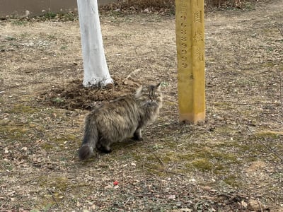 A flurry cat looking at the camera 