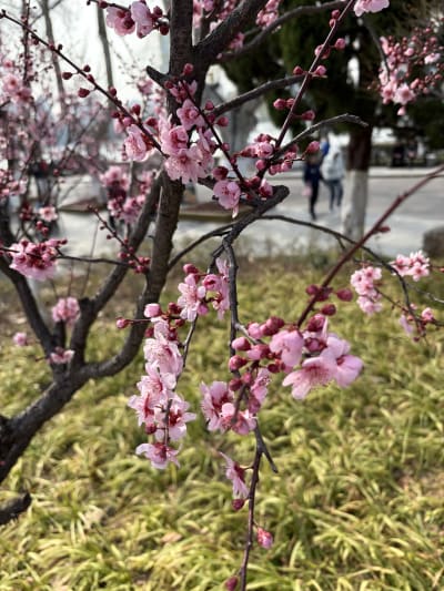 The first image provides a detailed guide on how to write effective alt text for various types of visual content. The second image features a close-up of vibrant pink cherry blossoms on a tree branch against a blurred background of a grassy park.