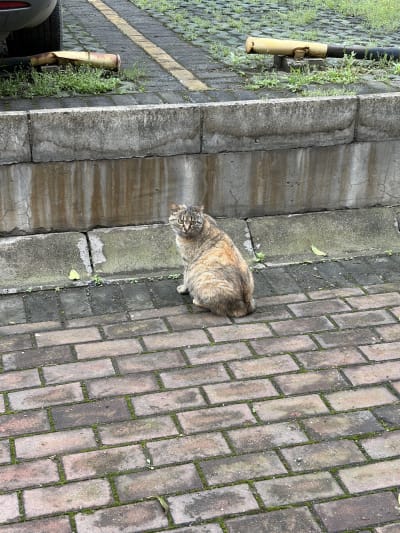 Fat cat in protective color