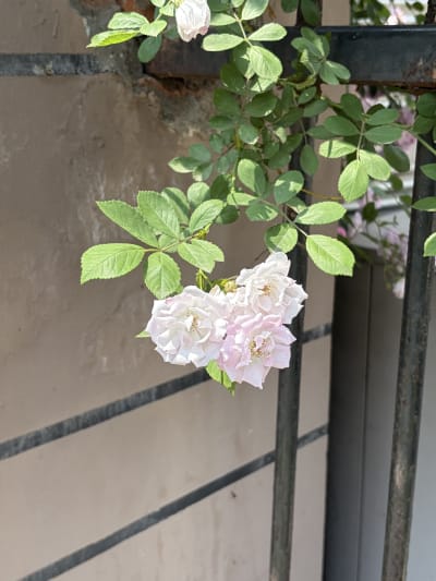 Three pink-nish cherry blossoms hanging in front of a rusty fence