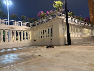 Cat kitten lying in front of Roman style walls