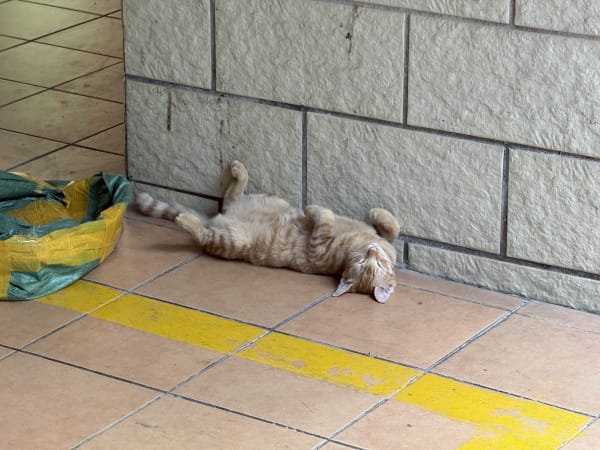 A cat yawning, twisting herself upside down