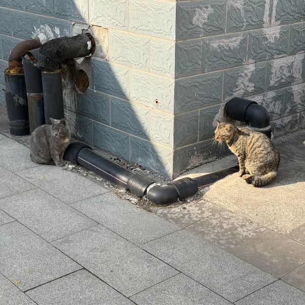 Two gray cats looking left