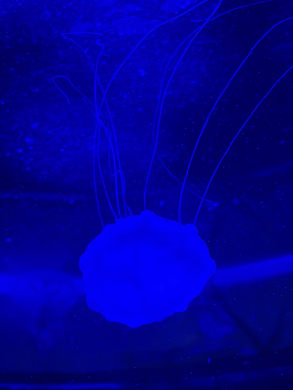 A glowing blue jellyfish floats in deep blue water with its long, thin tentacles trailing upwards. The image features a monochromatic blue palette with small particles scattered throughout the background.