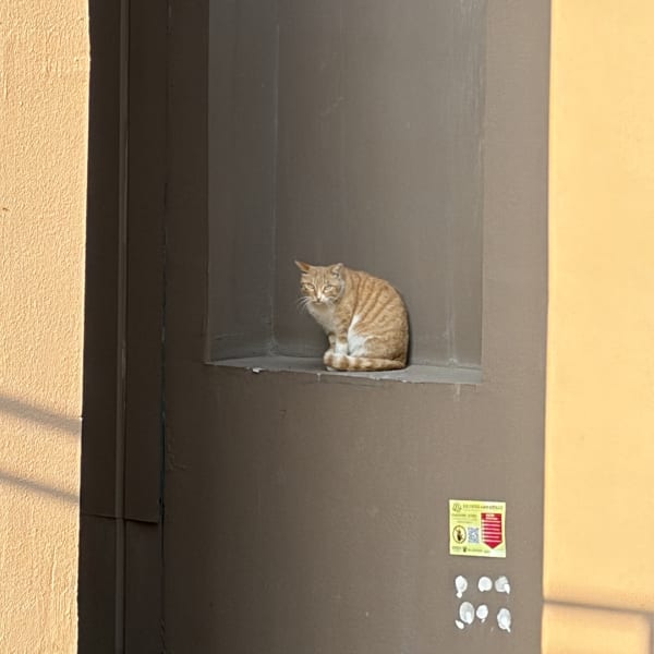 Cat seated in the middle of two pillars