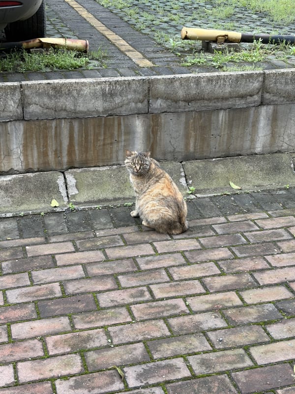 Fat cat in protective color