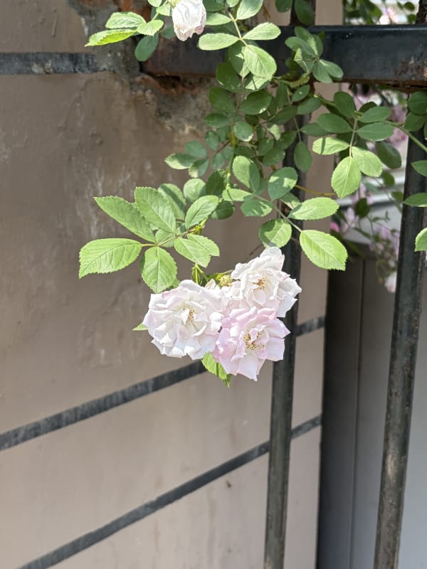 Three pink-nish cherry blossoms hanging in front of a rusty fence