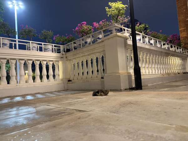 Cat kitten lying in front of Roman style walls