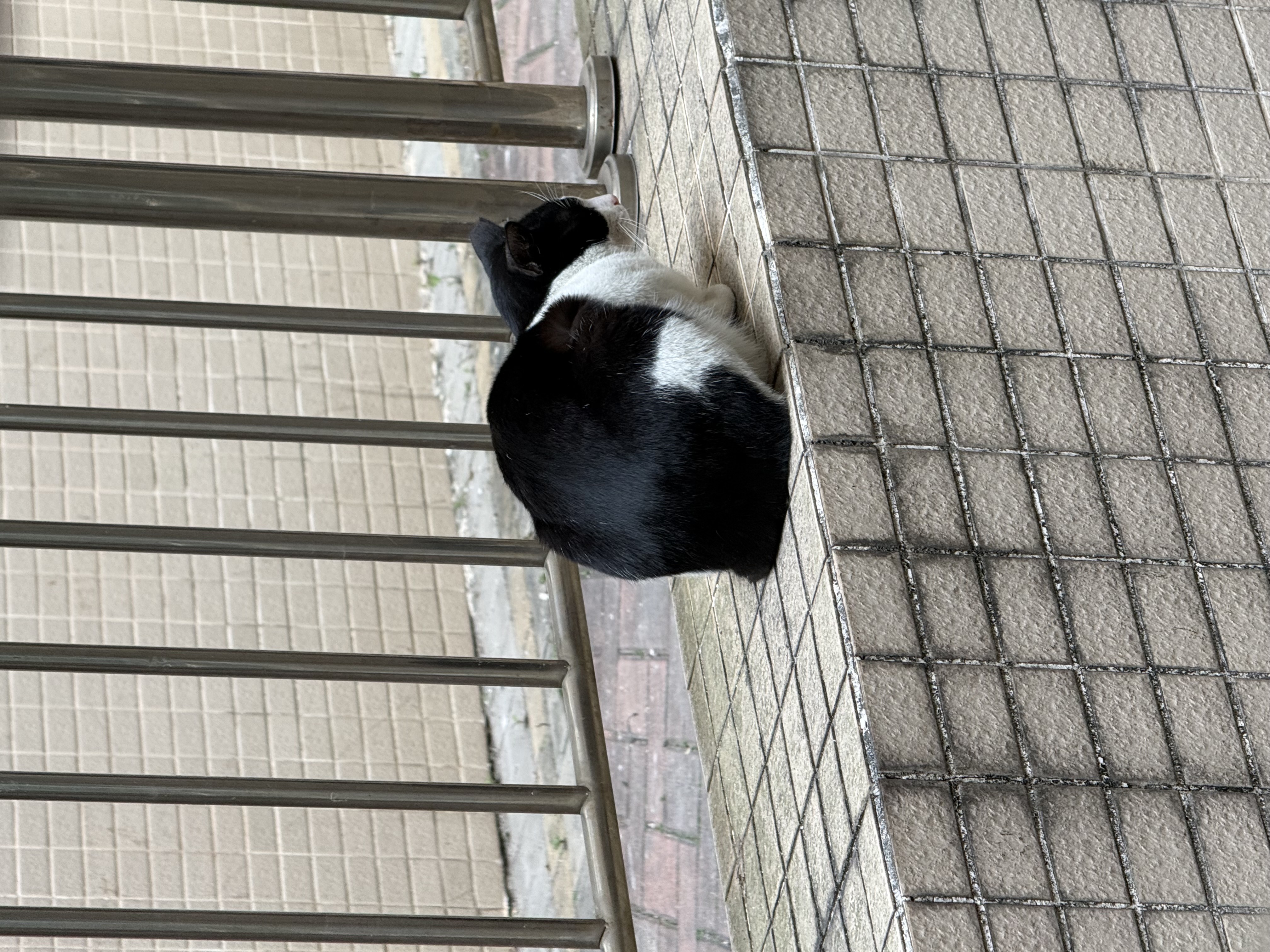 Black cat sitting on a slab