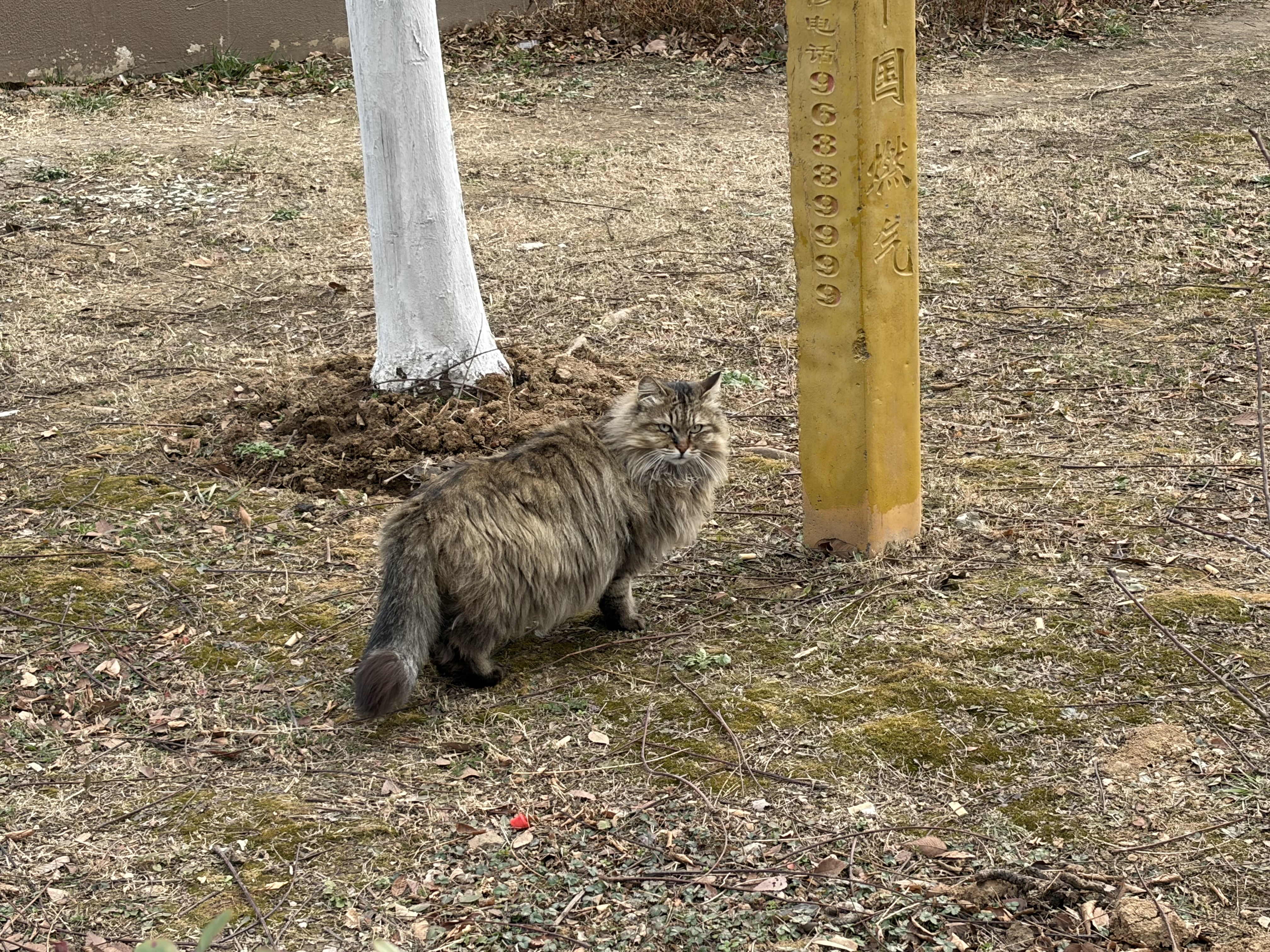 A flurry cat looking at the camera 