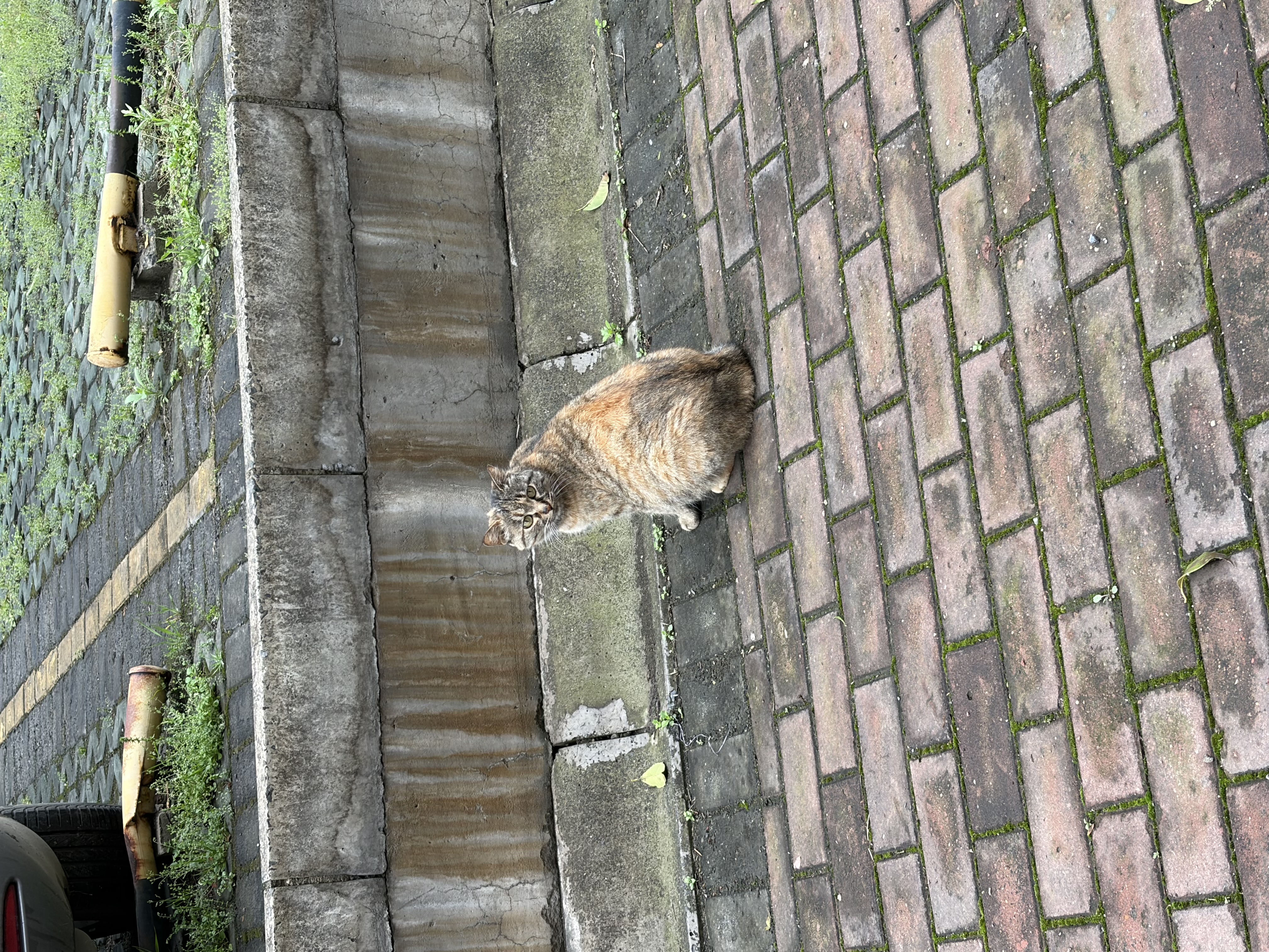 Fat cat in protective color